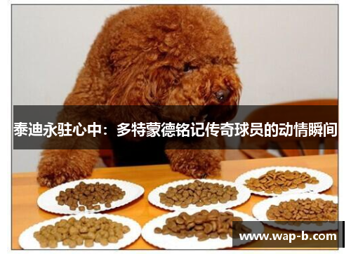 泰迪永驻心中：多特蒙德铭记传奇球员的动情瞬间
